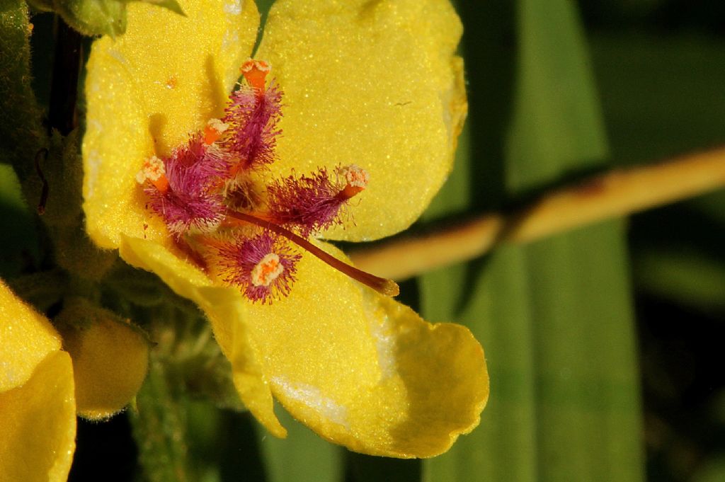 Verbascum chaixii / Verbasco di Chaix